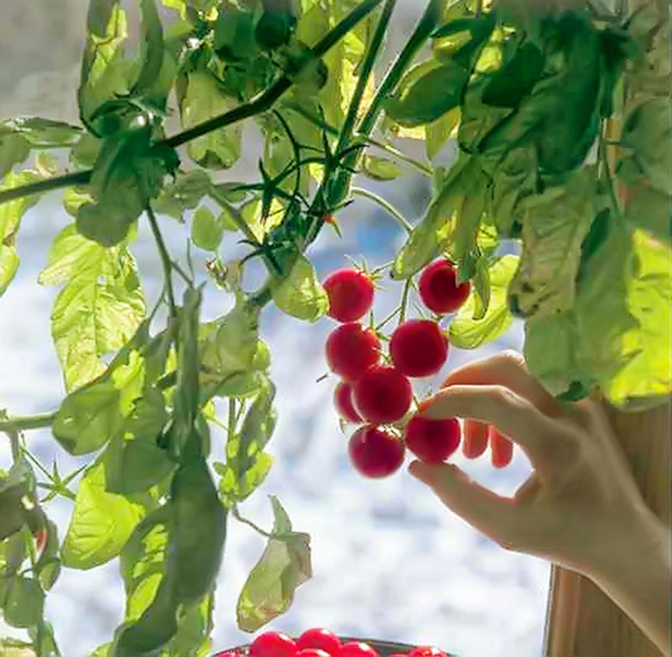 Как вырастить помидоры на подоконнике