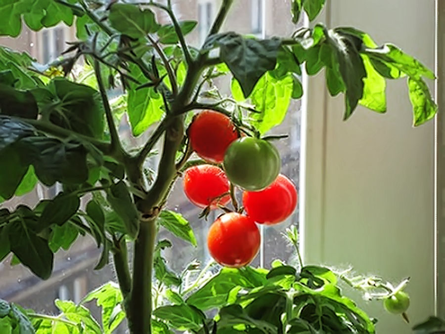 комнатные помидоры на подоконнике как выращивать