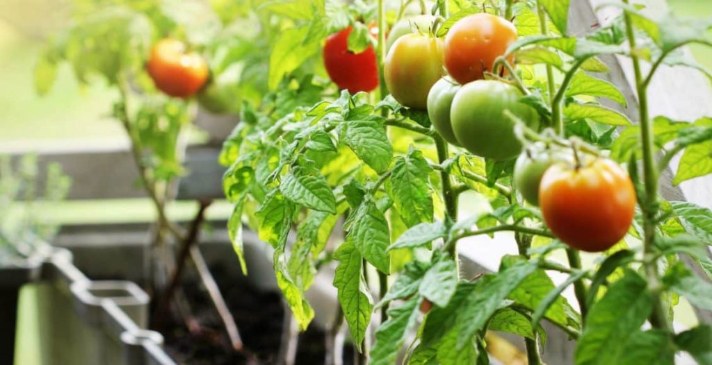 Выращиваем помидоры дома на подоконнике