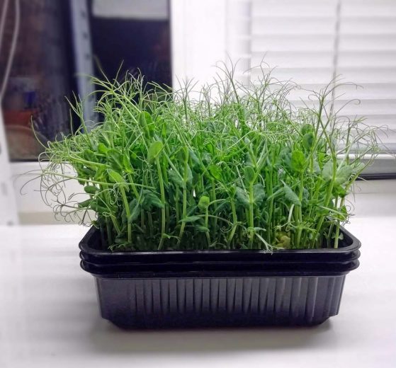 Как вырастить микрозелень гороха в домашних условиях