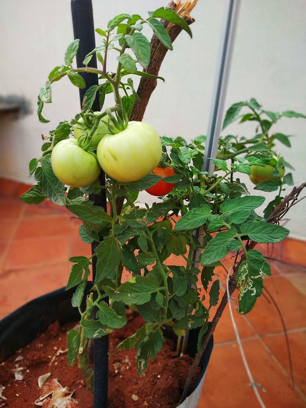 давайте выращивать помидоры