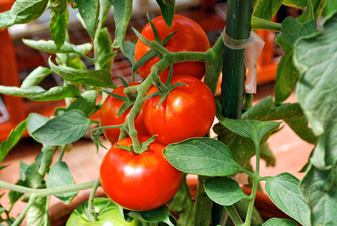 какие помидоры можно вырастить в квартире