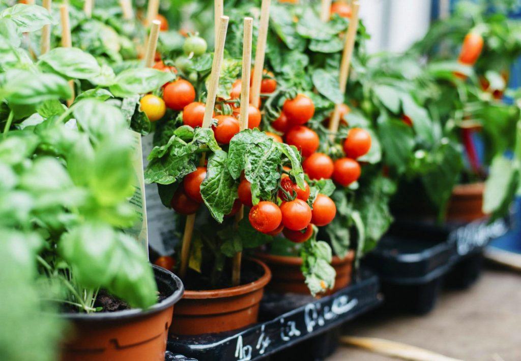 Как вырастить помидоры в домашних условиях