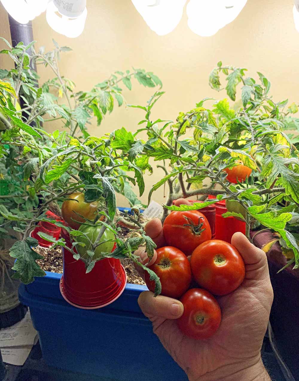 помидоры можно вырастить в квартире