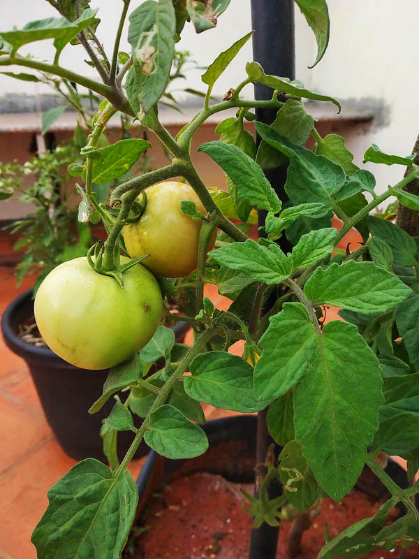выращивать помидоры дома на окне